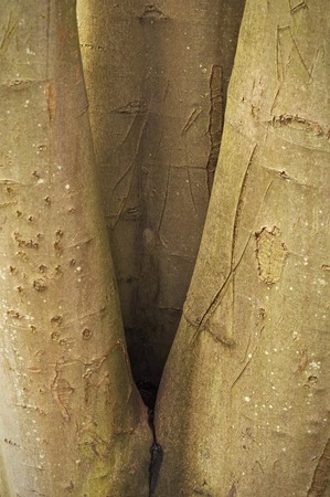 Three bare and scratched tree trunks grown together in the forestの写真素材
