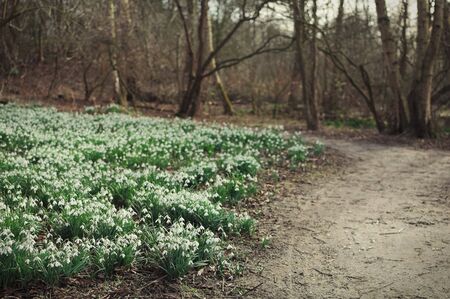 Blooming snowdrop field in the forest on the side of a walking pathの写真素材