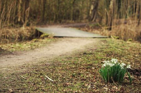 A bunch of blooming snowdrops in the spring forest on the side of a walking path going through a bridgeの写真素材