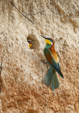 Bee-eater in a breeding colony in an abandoned quarryの写真素材