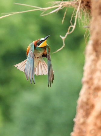 Bee-eater in a breeding colony in an abandoned quarryの写真素材