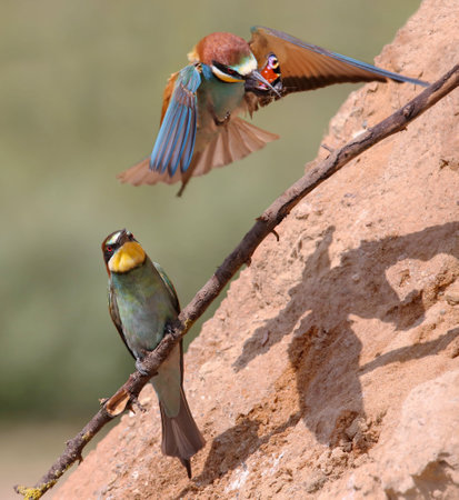 Bee-eater in a breeding colony in an abandoned quarryの写真素材