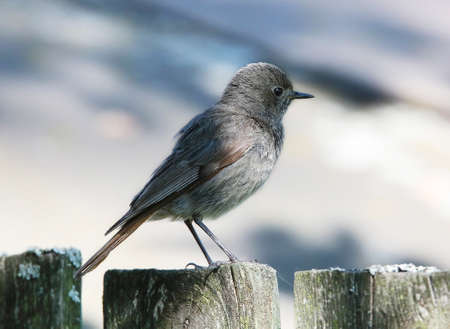 Black red start in the nesting placeの写真素材