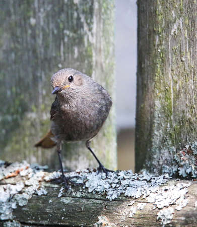 Black red start in the nesting placeの写真素材