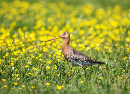 Nest of Black-tailed godwit in a mixed colony of waders on a meadow