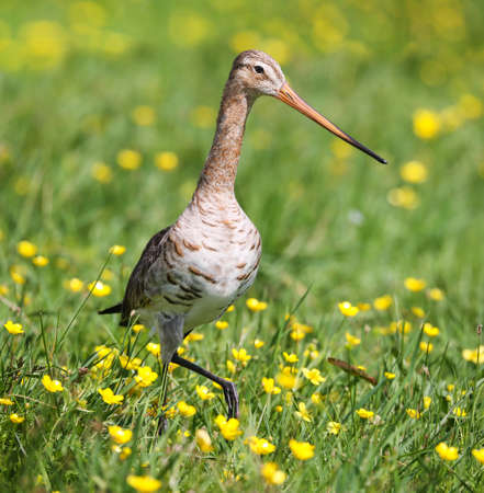 Black-tailed godwit in a mixed colony of waders on a meadow