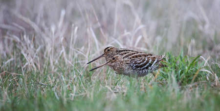 Great snipe on the lek in the meadow in the floodplain of the Pripyat Riverの写真素材