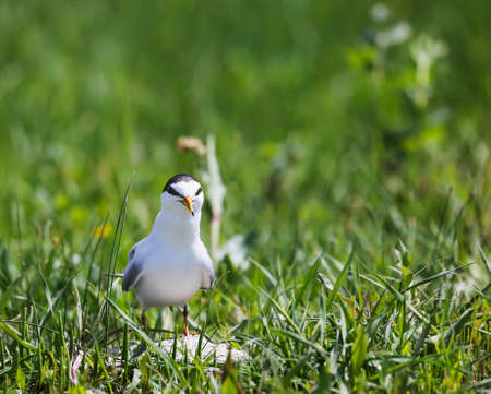 Little tern a breeding colony on the banks of the Pripyat River