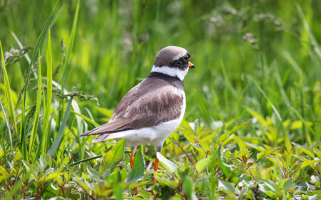 Ringed plover on the Pripyat river coast