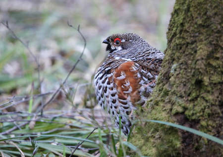 Hazel grouse in a nesting area in a mixed forestの写真素材