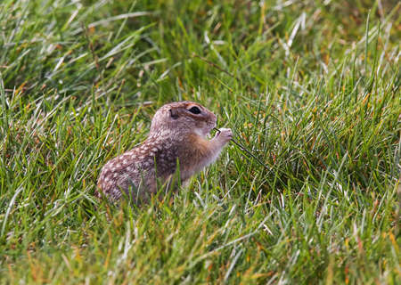 Speckled ground squirrel in a colony on abandoned arable land