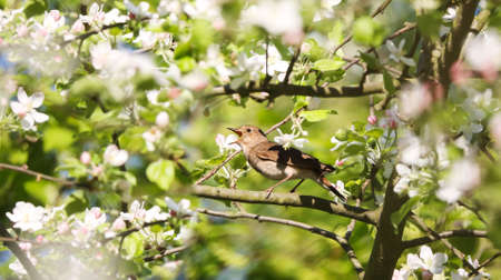 Trush nightingale singing in a nesting plot in an old apple orchard in the city centerの写真素材