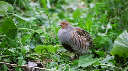 Gray partridge on a nesting place in a wasteland on the outskirts of a large cityの写真素材