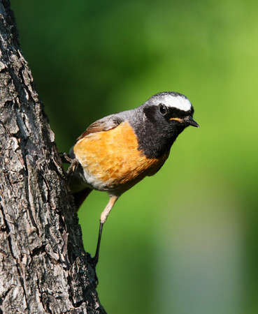 Redtart is a typical inhabitant of gardens and parks in Europeの写真素材