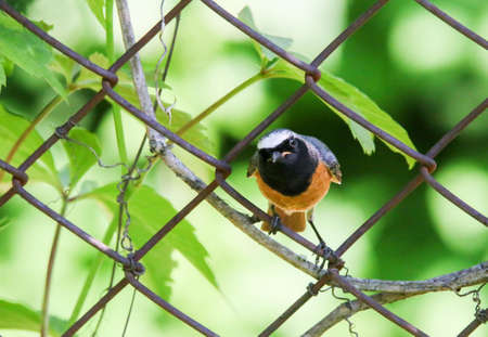 Redtart is a typical inhabitant of gardens and parks in Europeの写真素材