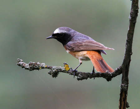 Redtart is a typical inhabitant of gardens and parks in Europeの写真素材