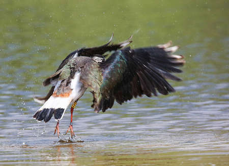 Lapwing on the banks of the Pripyat River