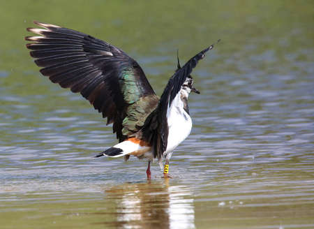 Lapwing on the banks of the Pripyat River