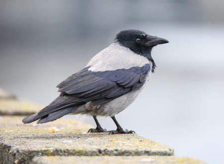 Hooded crow. In the very west of Europe, this widespread species of corvids is absent