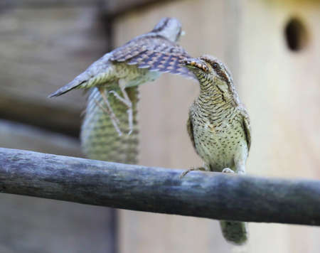 Sometimes wryneck nests in artificial nesting boxes