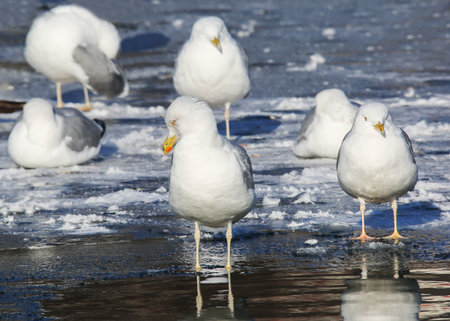 With water and available feed, the Herring gull willingly settles in many European citiesの写真素材