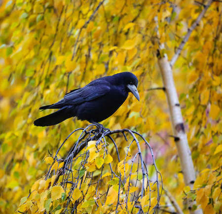 In recent years, rooks have gradually turned into sedentary urban birdsの写真素材