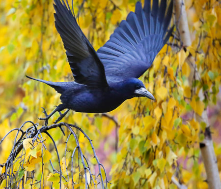 In recent years, rooks have gradually turned into sedentary urban birds