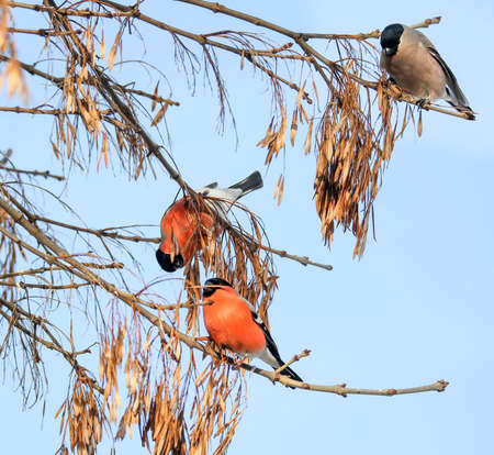 The bullfinch is the only European bird that can feed on ash seeds in winter.の写真素材