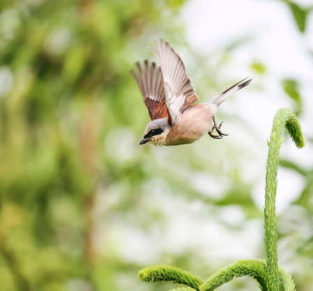 The number of Red-backed Shrike in Europe has declined markedly in recent decadesの写真素材