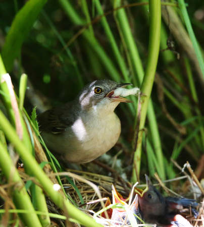 Whitethroat is widely distributed in gardens, parks, meadows and agricultural landscapes of Europe.