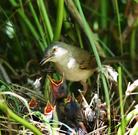 Whitethroat is widely distributed in gardens, parks, meadows and agricultural landscapes of Europe.