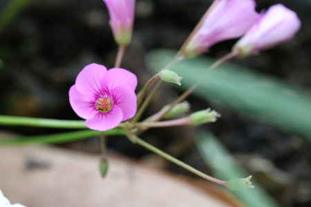 purple flowerの写真素材