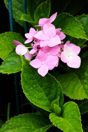 Hydrangea