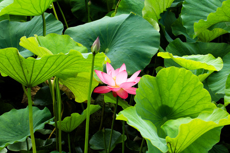 red lotusの写真素材