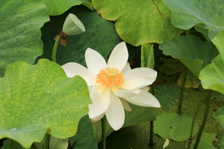 white Lotusの写真素材