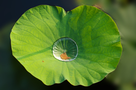 dew on lotus leafの写真素材