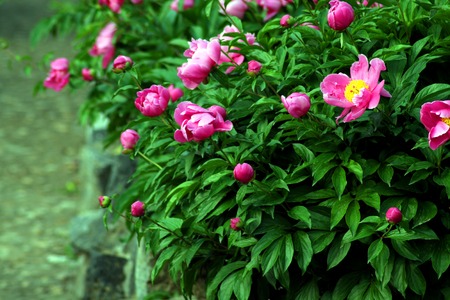 Peonyの写真素材