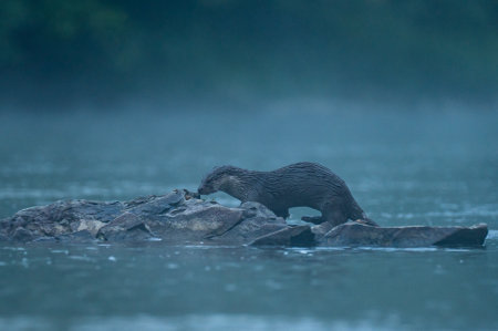 Eurasian otter (Lutra lutra). Bieszczady Mountains, the Carpathians, Poland.の写真素材