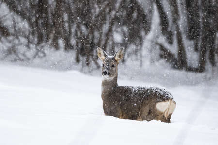 Roe Deer (Capreolus capreolus). Bieszczady Mountains, the Carpathians, Poland.の写真素材