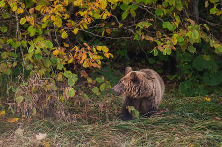 A brown bear in its natural habitat. Bieszczady, Carpathians, Poland.
