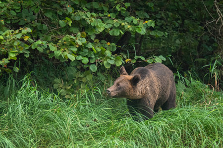 A brown bear in its natural habitat. Bieszczady, Carpathians, Poland.の写真素材