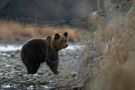 A brown bear in its natural habitat. Bieszczady, Carpathians, Poland.
