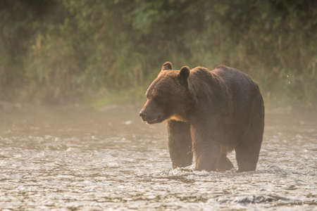 A brown bear in its natural habitat. Bieszczady, Carpathians, Poland.の写真素材
