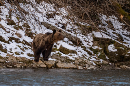 A brown bear in its natural habitat. Bieszczady, Carpathians, Poland.の写真素材