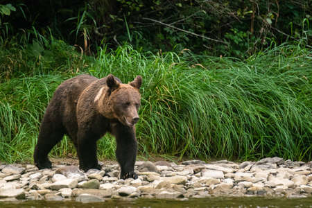 A brown bear in its natural habitat. Bieszczady, Carpathians, Poland.