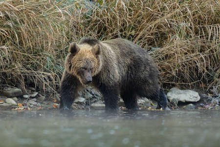 A brown bear in its natural habitat. Bieszczady, Carpathians, Poland.