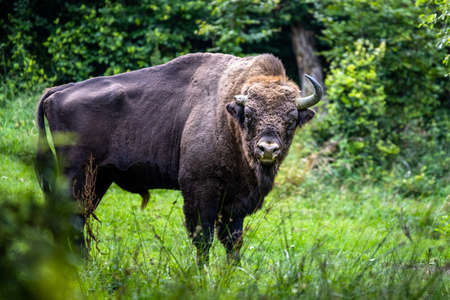 European Bison (Bison bonasus). The Bieszczady Mountains, Carpathians, Poland.の写真素材