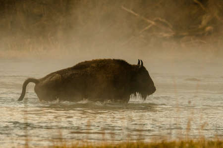 European Bison (Bison bonasus). The Bieszczady Mountains, Carpathians, Poland.の写真素材