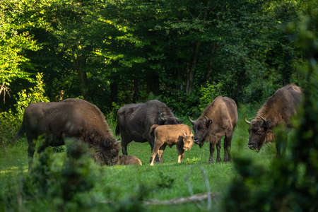 European Bison (Bison bonasus). The Bieszczady Mountains, Carpathians, Poland.の写真素材