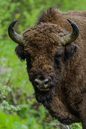 European Bison (Bison bonasus). The Bieszczady Mountains, Carpathians, Poland.の写真素材